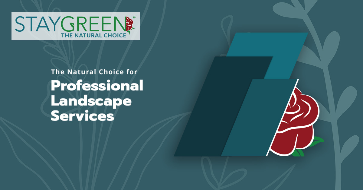 Turf Renovation Blogs Stay Green